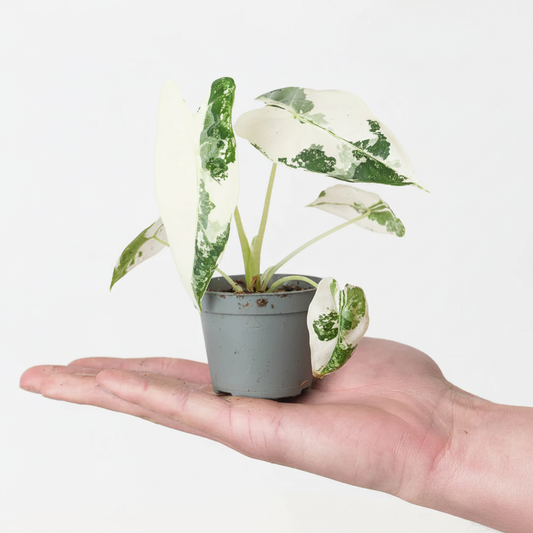 Alocasia Frydek Variegata - HD Hand Model