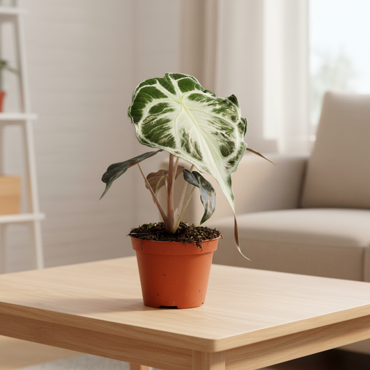 Alocasia Frydek Variegata - Living Room Tabletop HD