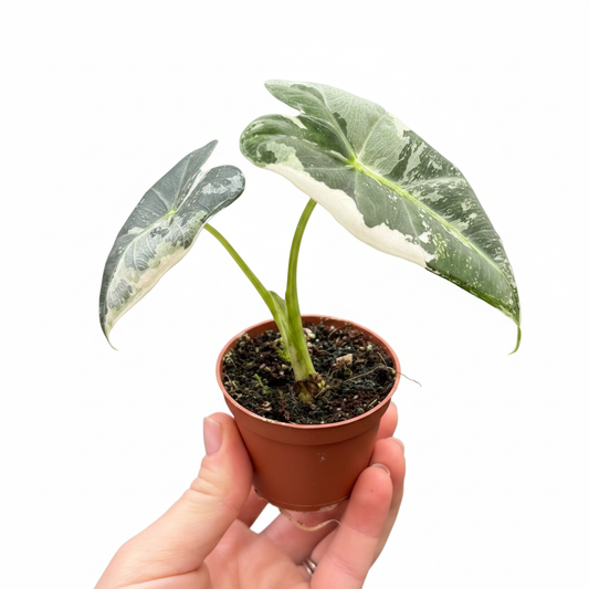 Alocasia Frydek Variegata - Clean Tabletop Lifestyle