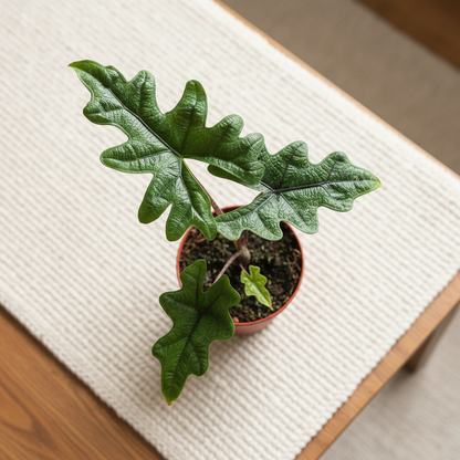 Alocasia Jacklyn 12cm – Top View
