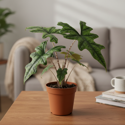 Alocasia Jacklyn – Cozy Living Room Tabletop