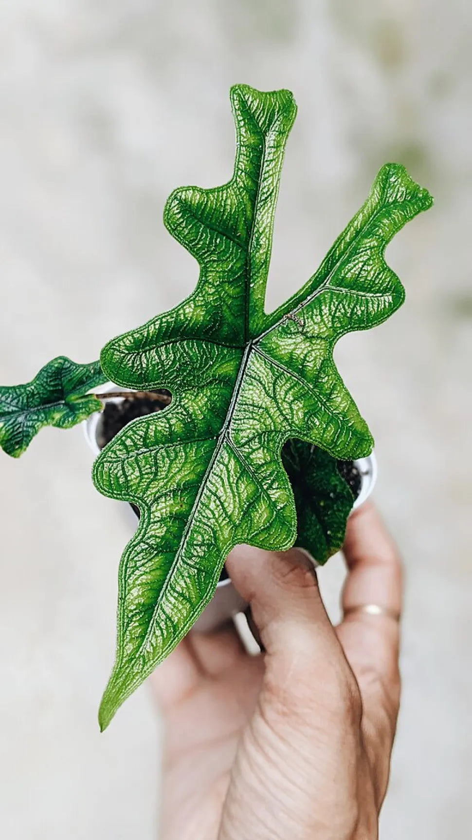Alocasia Jacklyn - Rare Indoor House Plant - نبات داخلي - ألوكاسيا