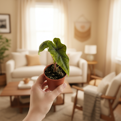 Alocasia Jacklyn – Hand Hold