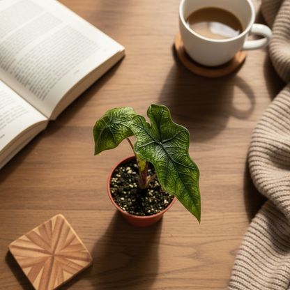 Alocasia Jacklyn – Top View