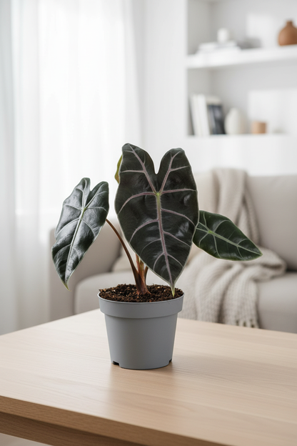 Alocasia Longiloba Purple Vein - Tabletop
