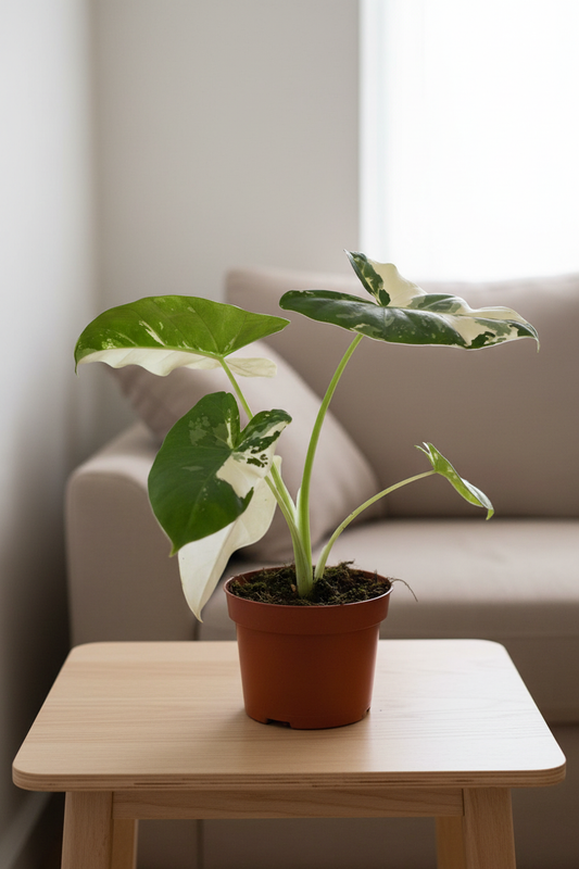 Alocasia Macrorrhiza Variegata - Top View Hand Holding Cozy Living Room