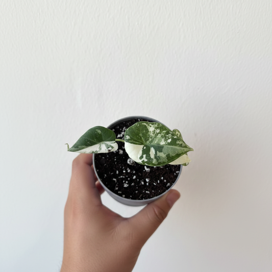 Alocasia Maharani Albo Variegated – Lifestyle