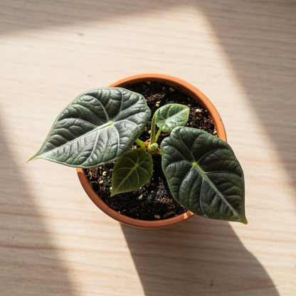 Alocasia Maharani – Top View