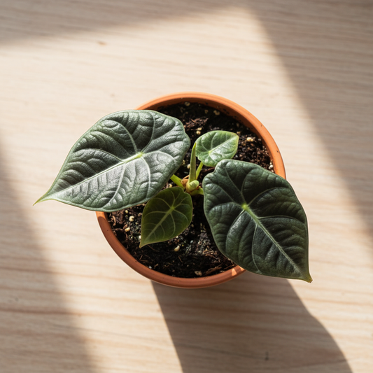 Alocasia Maharani – Clean Pot Hand Hold