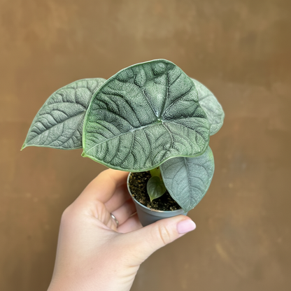 Alocasia Melo HD 1:1