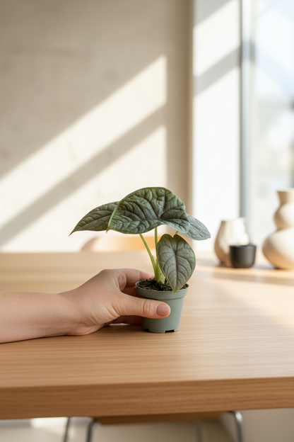 Alocasia Melo HD 2:3