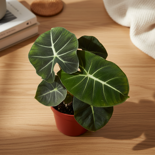 Alocasia Micholitziana Round Leaf - HD Lifestyle