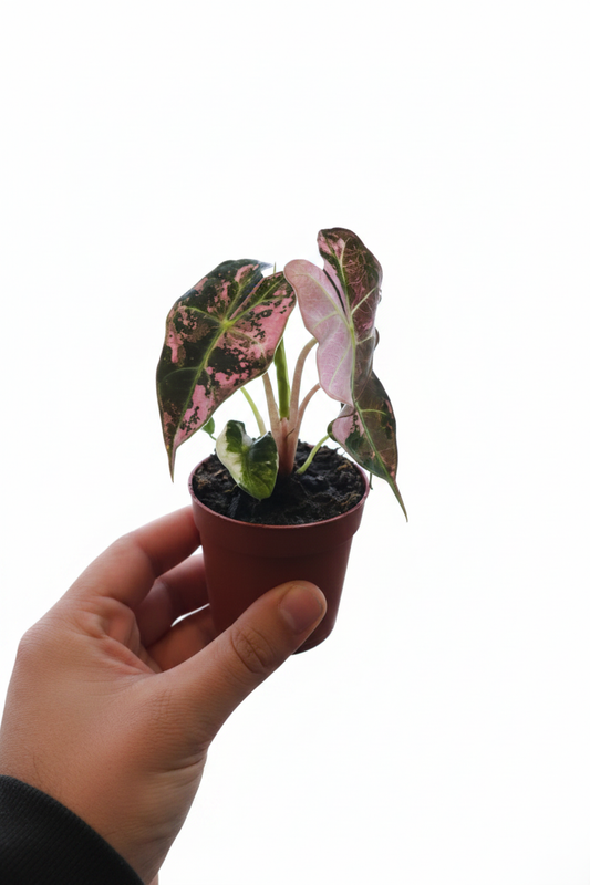 Alocasia Polly Pink Variegata - HD Hand Holding Cozy Background