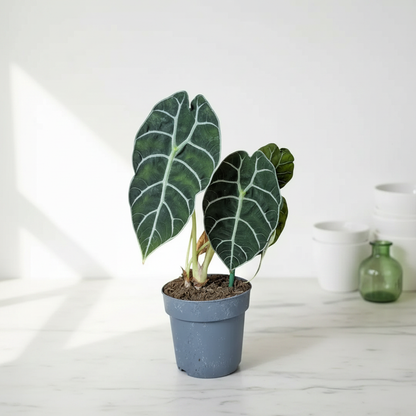 Alocasia Pride of Corup – Tabletop Lifestyle