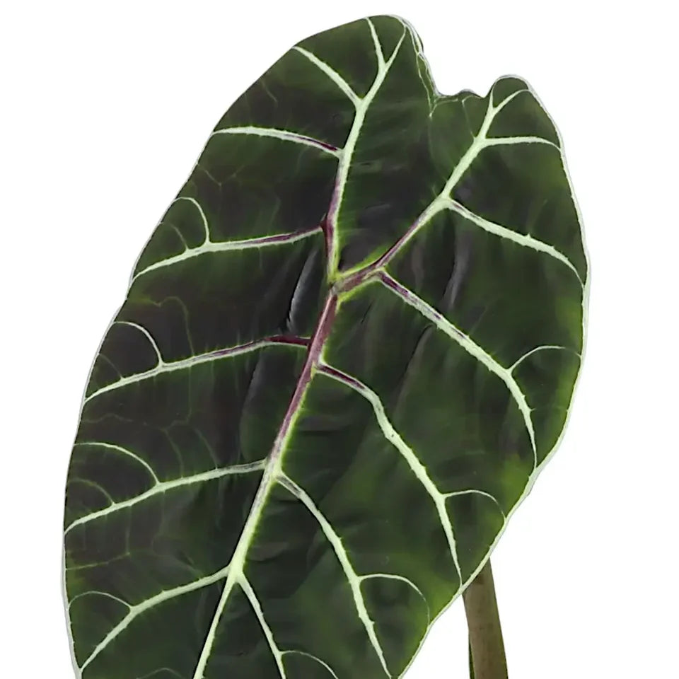 Alocasia Pride Of Corup - Rare Indoor House Plant - نبات داخلي