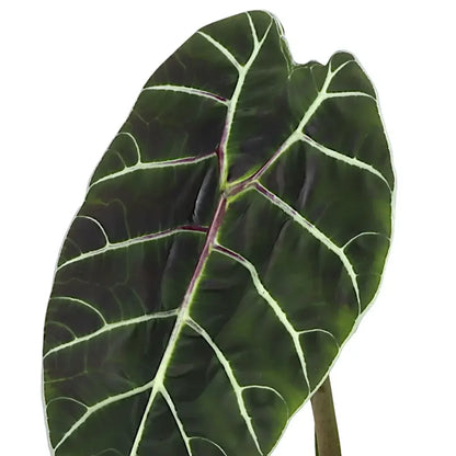 Alocasia Pride Of Corup - Rare Indoor House Plant - نبات داخلي
