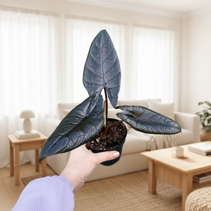 Alocasia Scalprum – Bright Cozy Living Room