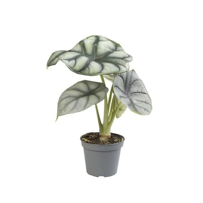 Alocasia Silver Dragon - Indoor Plant