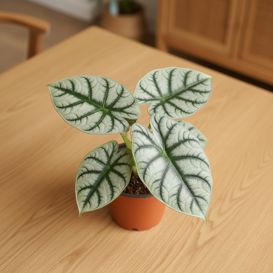 Alocasia Silver Dragon — Cozy Window Setup
