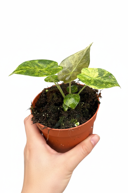 Alocasia Wentii Aurea - Clean Pot Leaf Focus Model Hand
