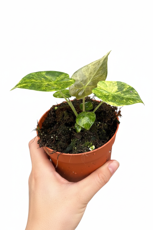 Alocasia Wentii Aurea - Clean Pot Leaf Focus Model Hand