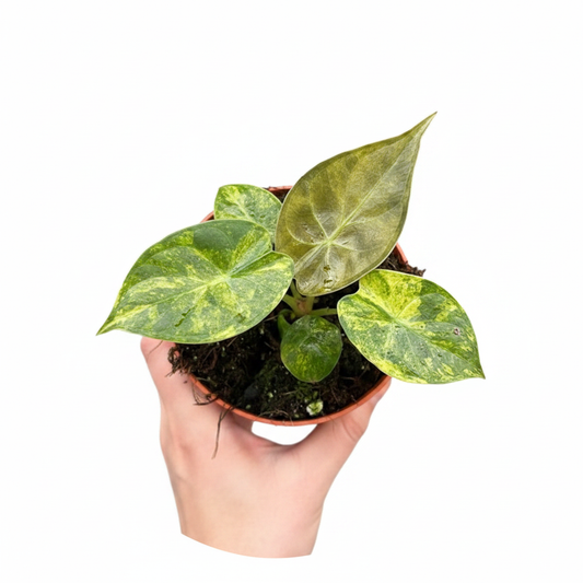 Alocasia Wentii Aurea - Clean Pot Leaf Focus Model Hand