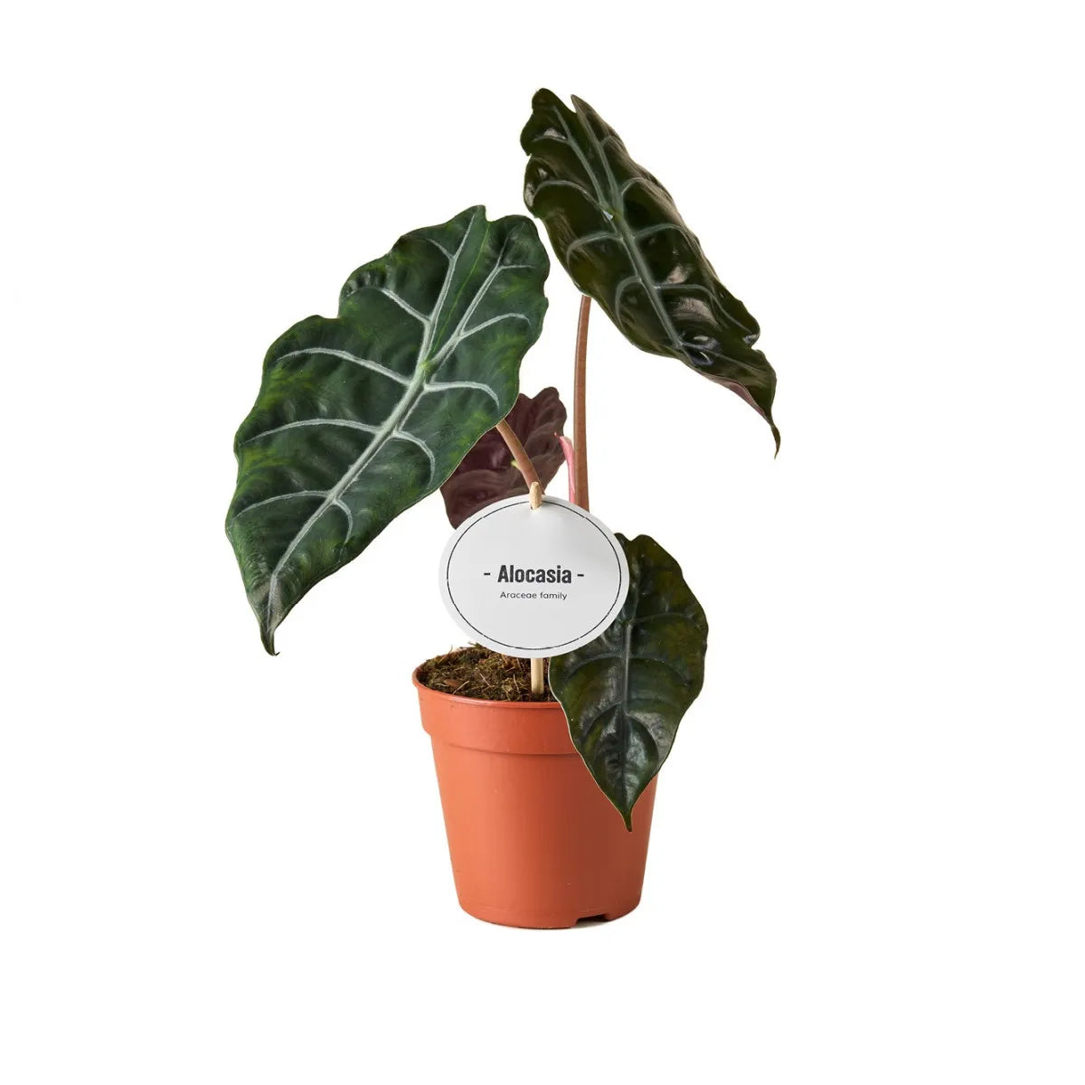 Alocasia Chantrie...