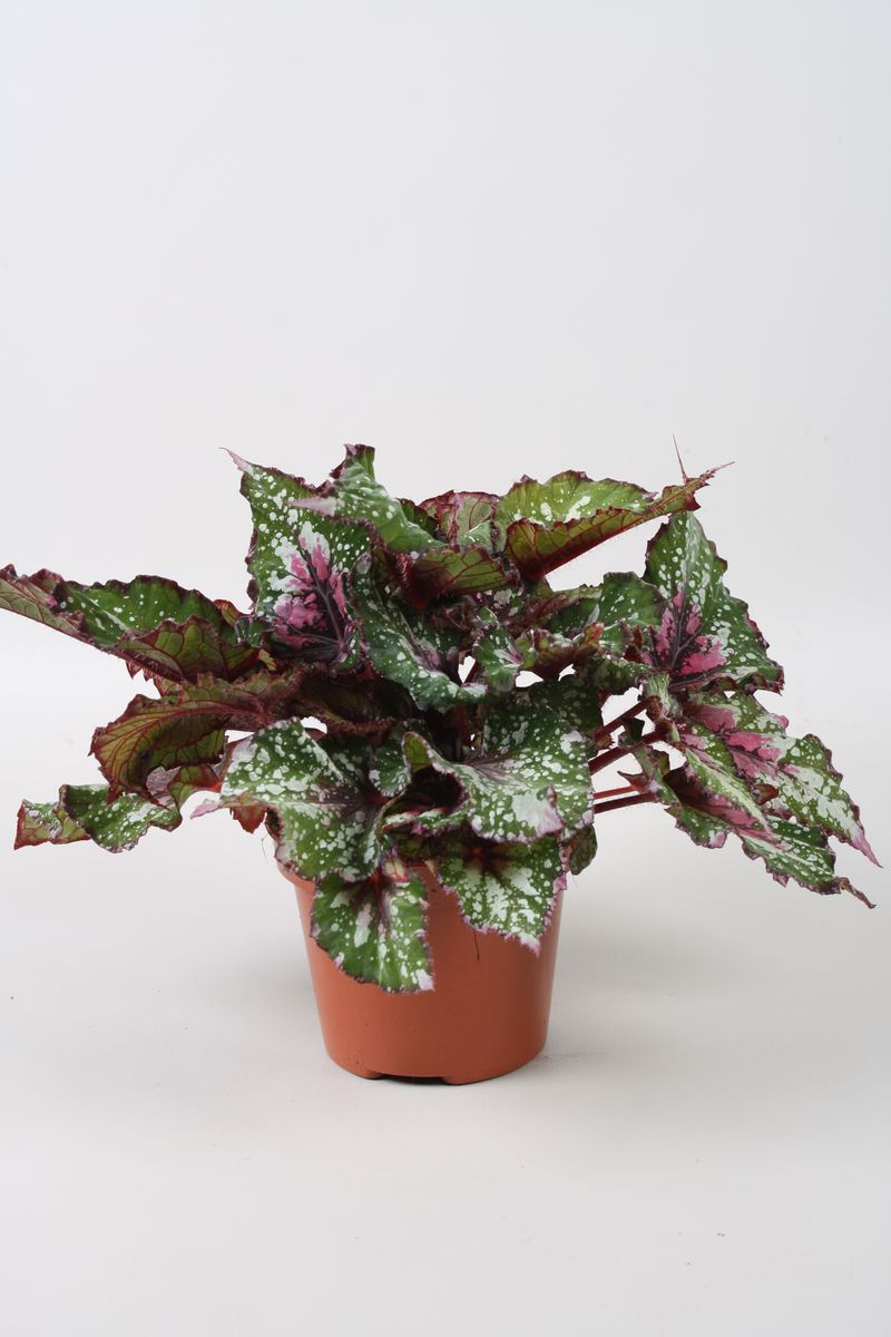 Begonia Beleaf Alaska Creek – Indoor House Plant | نبات داخلي