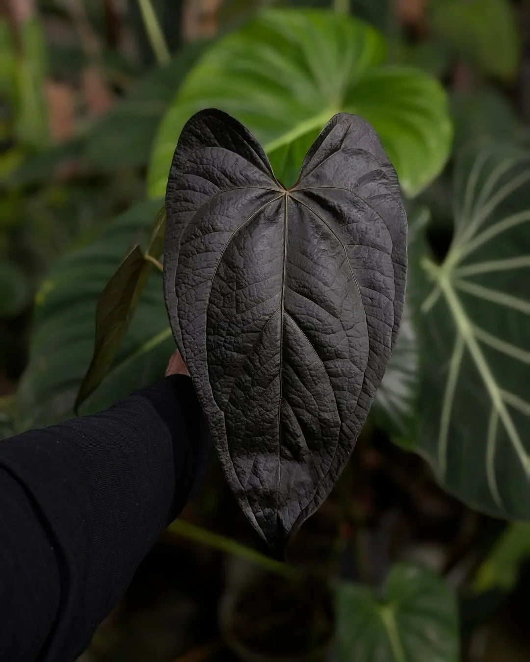 Anthurium Queen Of Hearts - Rare Indoor House Plant - نبات داخلي