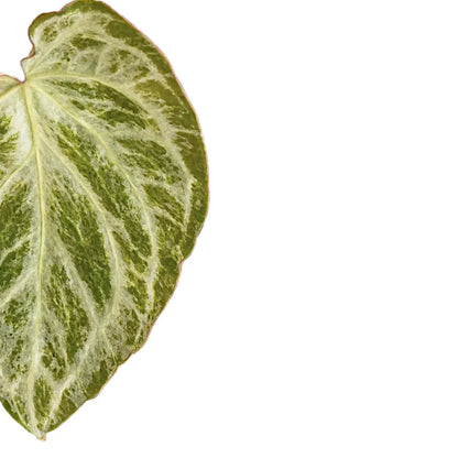 Anthurium Silver Blush Mint - Rare Indoor House Plant - نبات داخلي