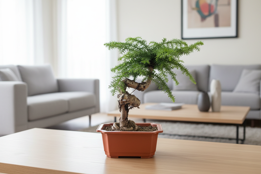 Araucaria Bonsai Living Room Setup