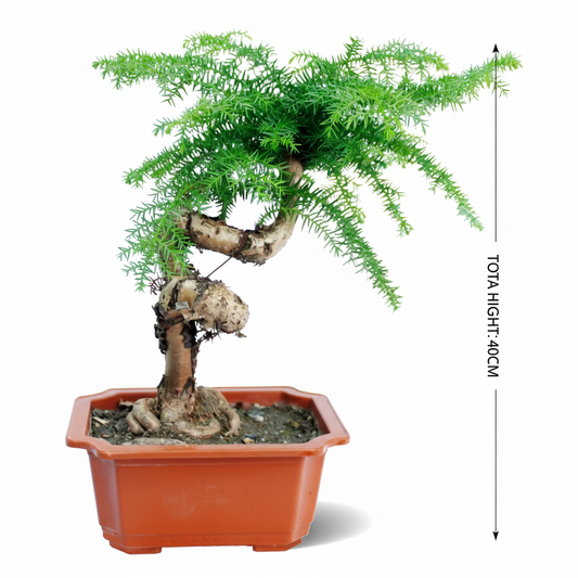 Araucaria Bonsai Living Room Setup