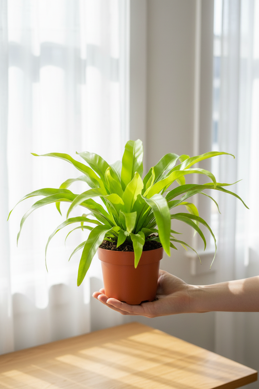 Asplenium Antiquum — Hand Holding Bright Daylight