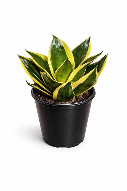 Sansevieria Lotus Hahnii – Snake Plant | نبتة داخلية