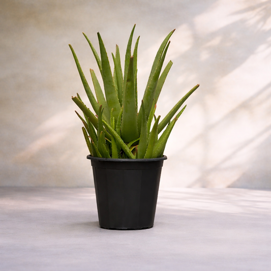 Aloe Vera Plant - Organic Plant - صبار الوفيرا