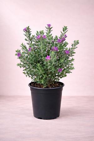 Leucophyllum Frutescens