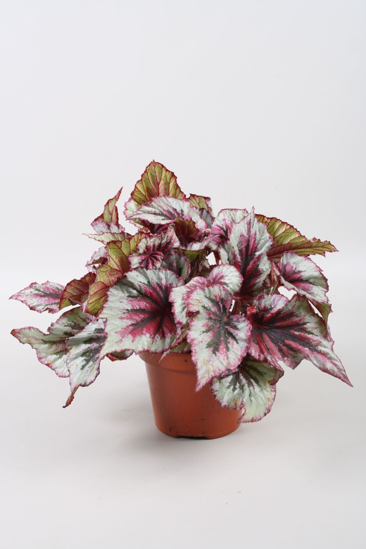 Begonia Evening Glow - Indoor House Plant - نبات داخلي