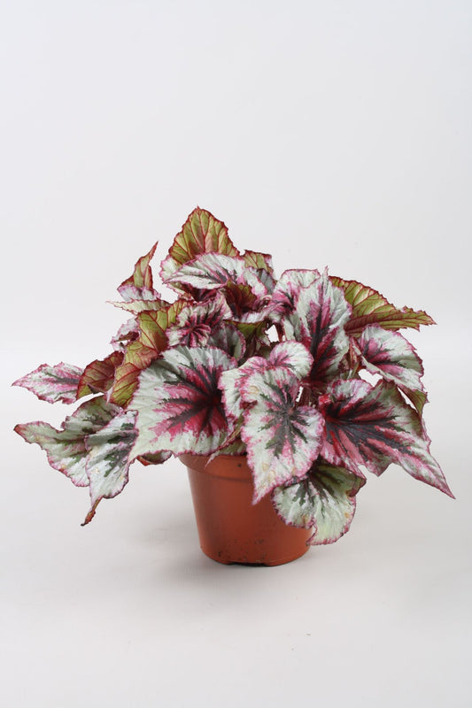 Begonia Evening Glow - Indoor House Plant - نبات داخلي