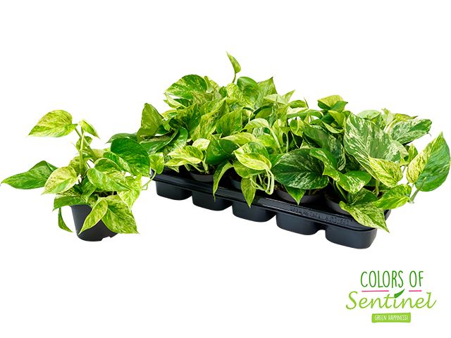 Epipremnum Marble Queen - Varigated Pothos - نبات داخلي