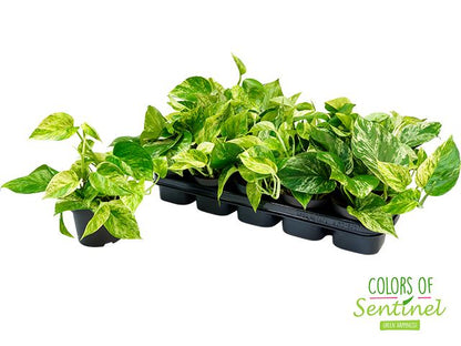 Epipremnum Marble Queen - Varigated Pothos - نبات داخلي