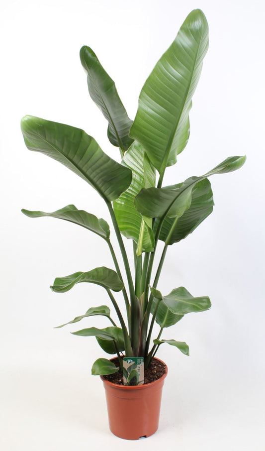 Strelitzia Nicolai, commonly known as the Bird of Paradise Plant, is a stunning indoor house plant