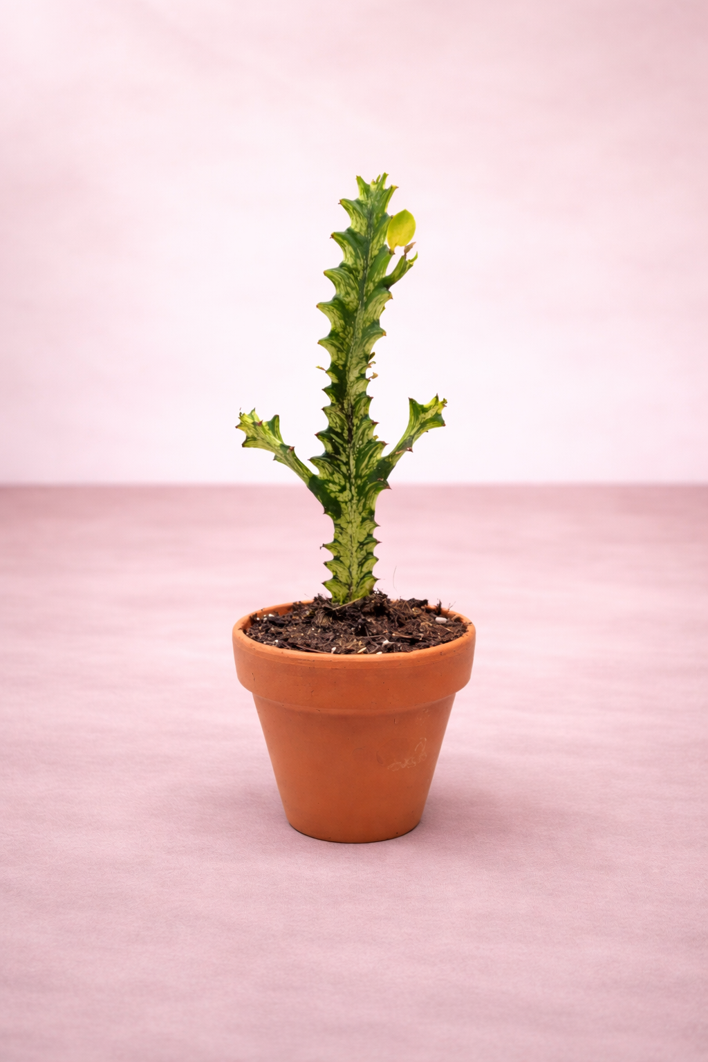 Euphorbia Lactea ...