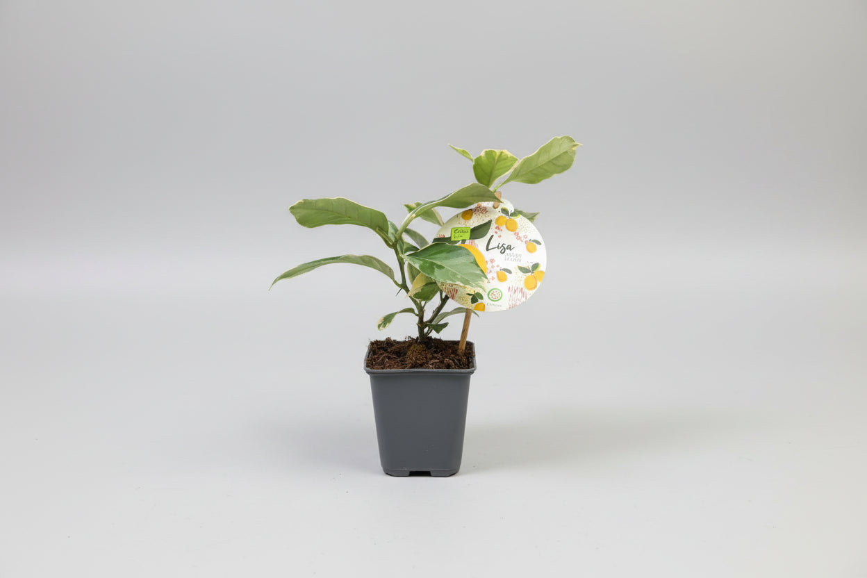 Lemon Fruit Plant...