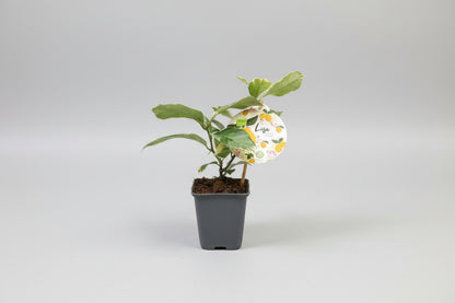 Lemon Fruit Plant - شجرة الليمون