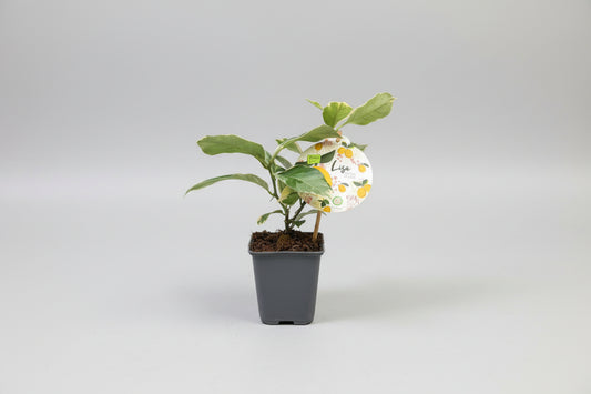 Lemon Fruit Plant - شجرة الليمون