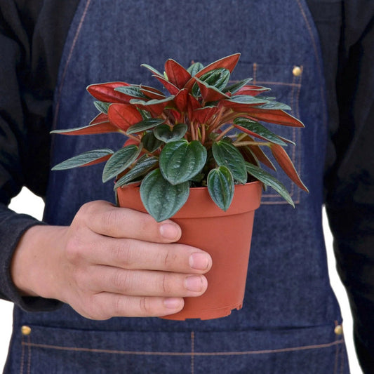 Peperomia Rosso - Indoor House Plant - نبات داخلي