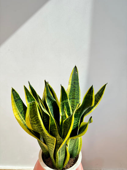 Snake Plant - Sansevieria Laurentii - النباتات الداخلية