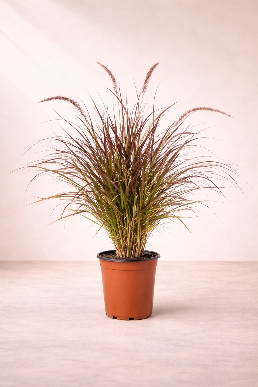 Pennisetum Grass ...