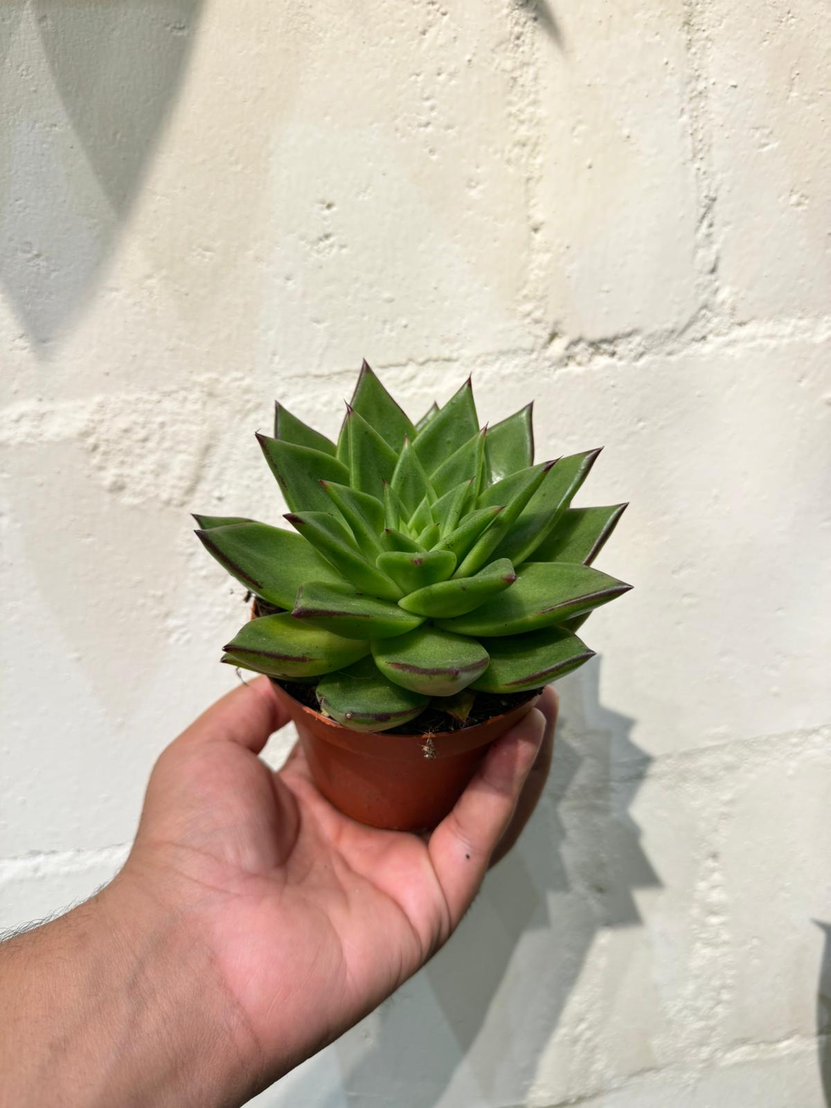 Echeveria Agavoides  - Succulent Plant - Indoor House Plant - نبات داخلي