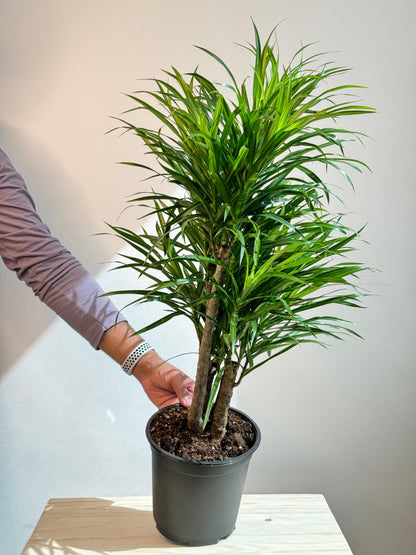 Dracaena Anita Variegata branched - Indoor House Plant - نبات داخلي